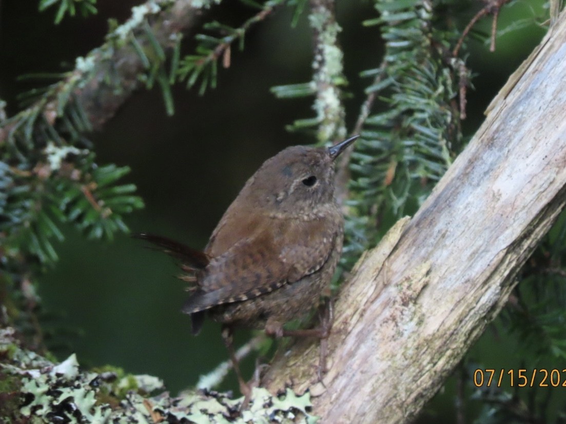 Winter Wren - ML639032661