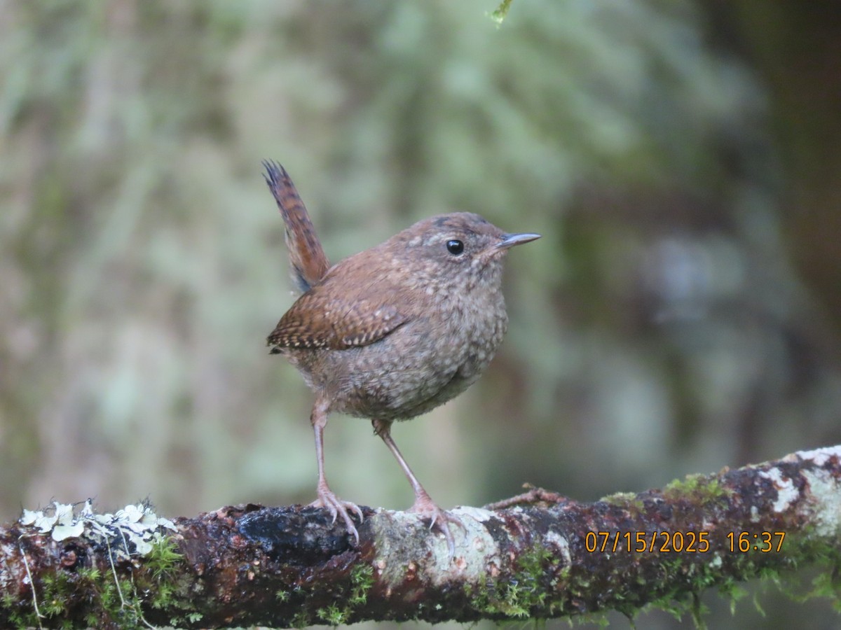 Winter Wren - ML639032662