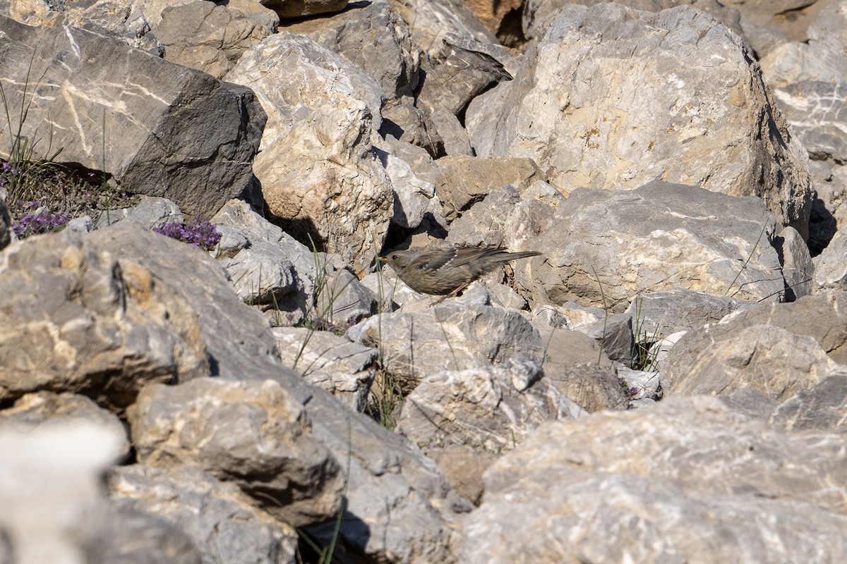 Alpine Accentor - ML639032692