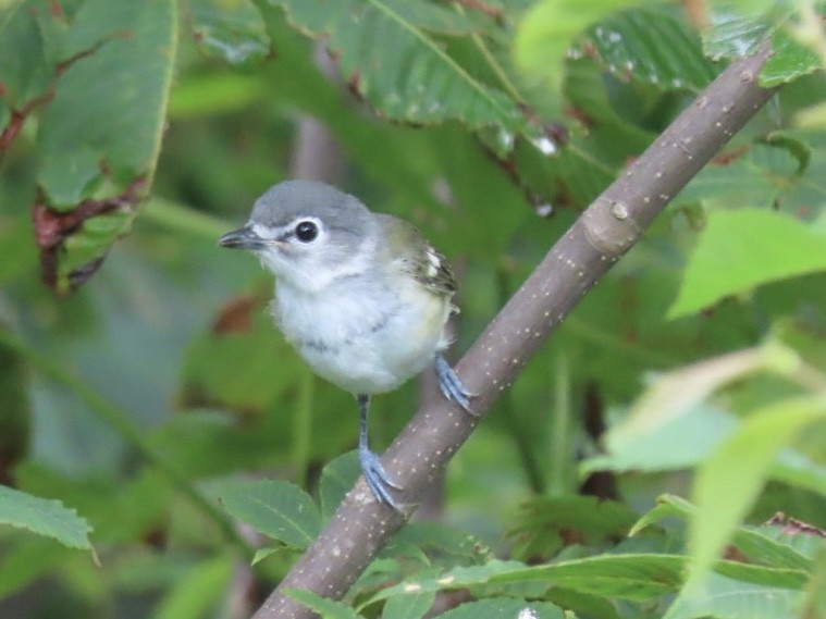 Blue-headed Vireo - ML639032697
