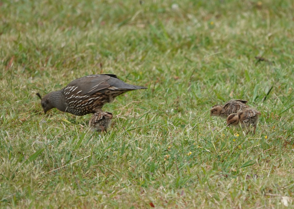 California Quail - ML639032791