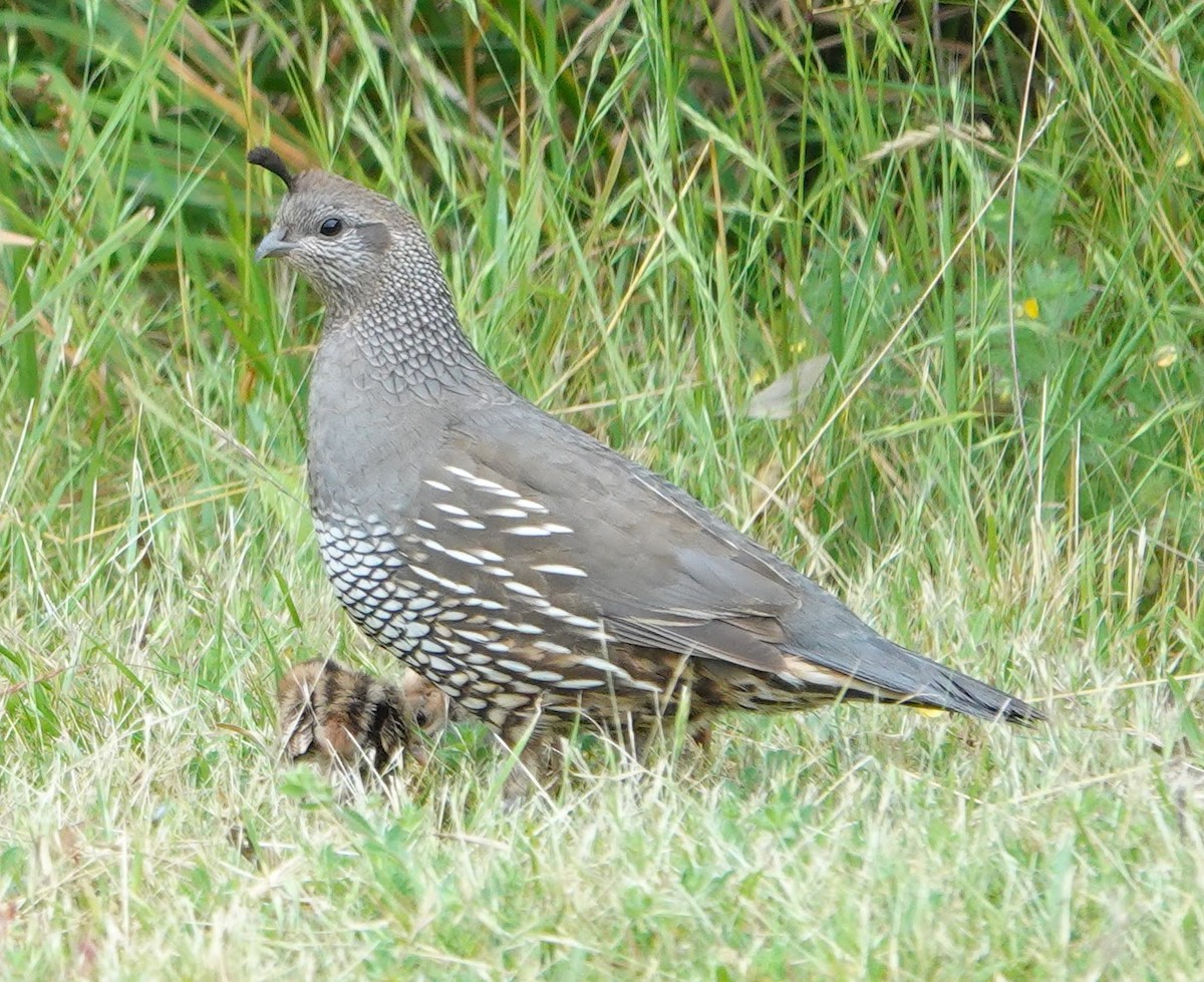 California Quail - ML639032792