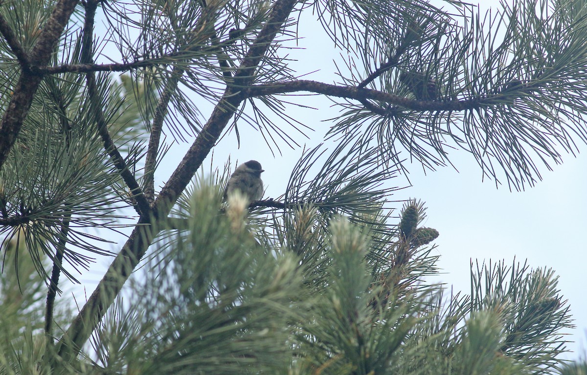 Marsh Tit - ML639032851