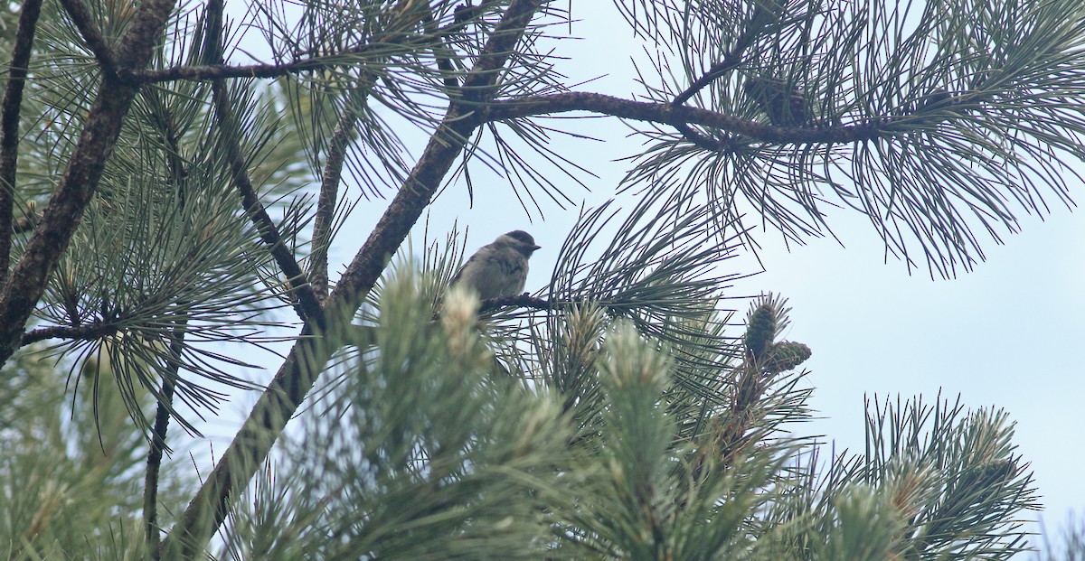 Marsh Tit - ML639032852