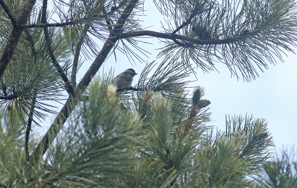 Marsh Tit - ML639032853
