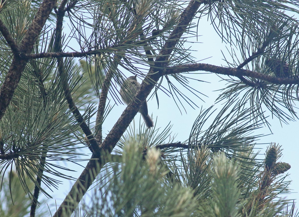 Marsh Tit - ML639032854