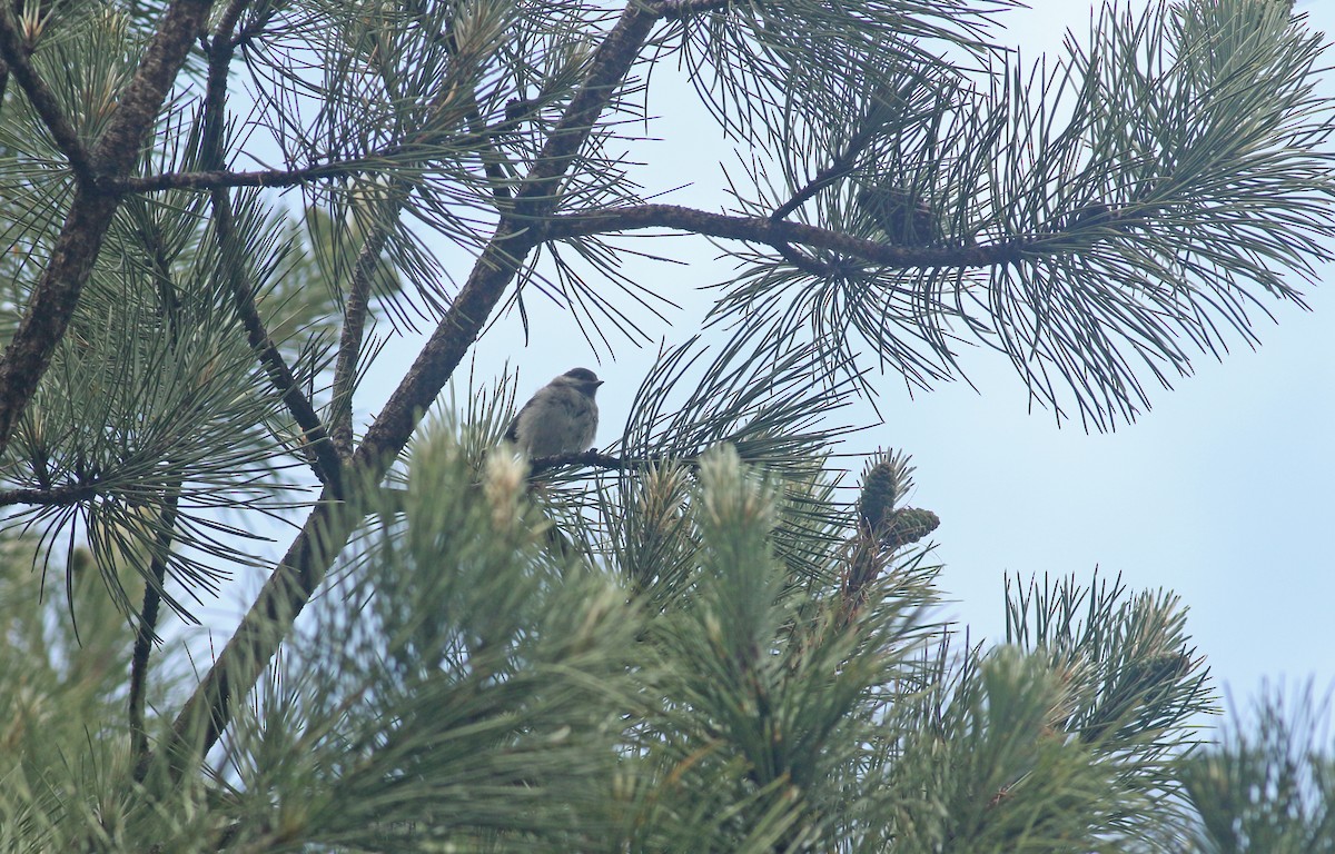 Marsh Tit - ML639032855