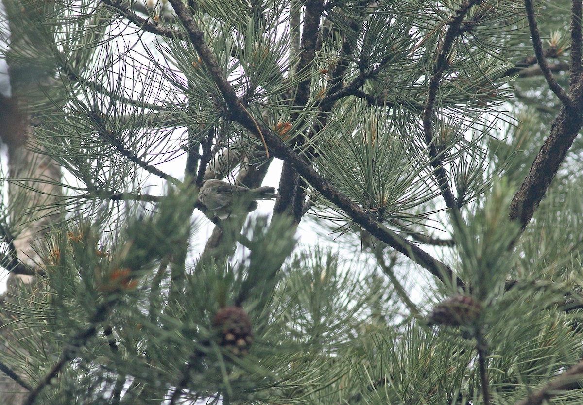 Marsh Tit - ML639032856