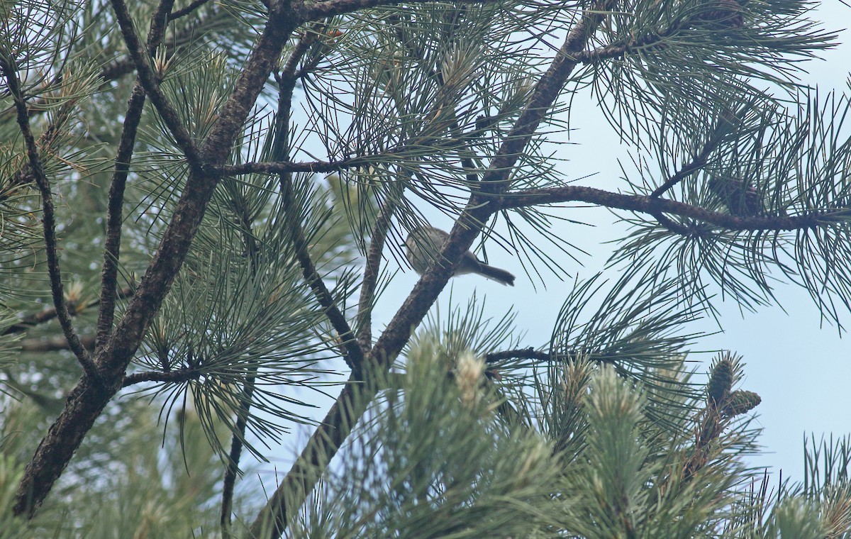 Marsh Tit - ML639032857