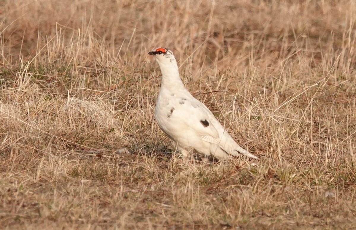 ライチョウ - ML639032862