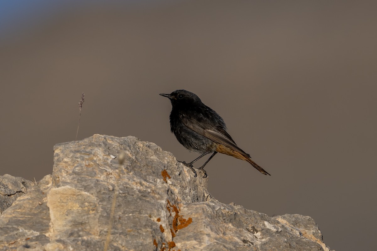Black Redstart - ML639032866