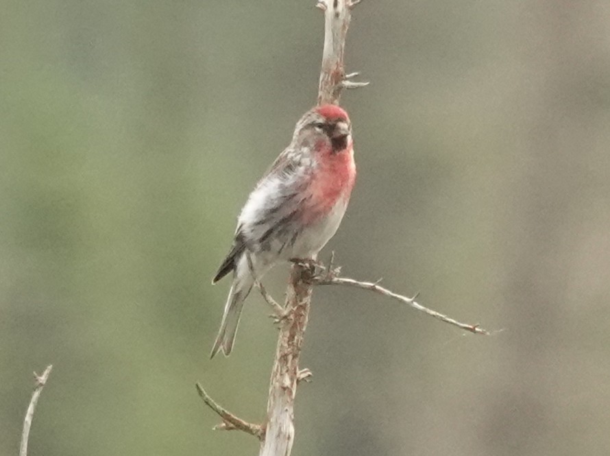 ベニヒワ - ML639032946