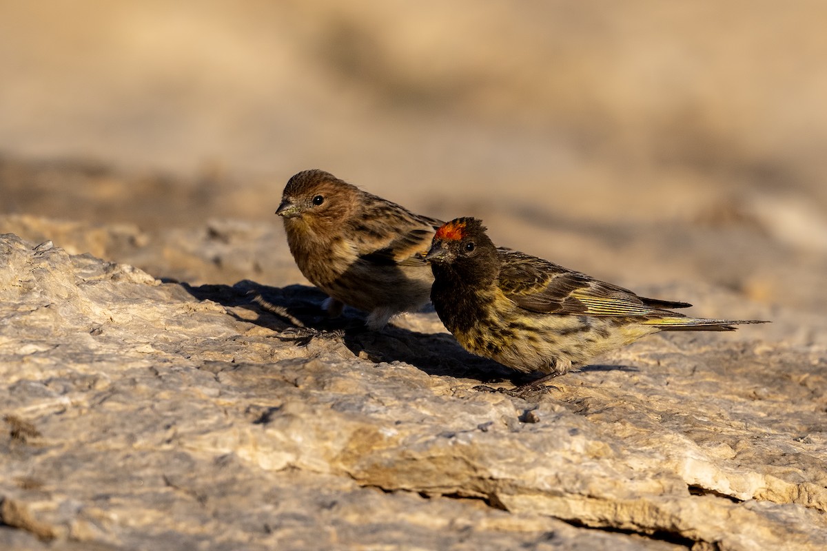 Fire-fronted Serin - ML639033033