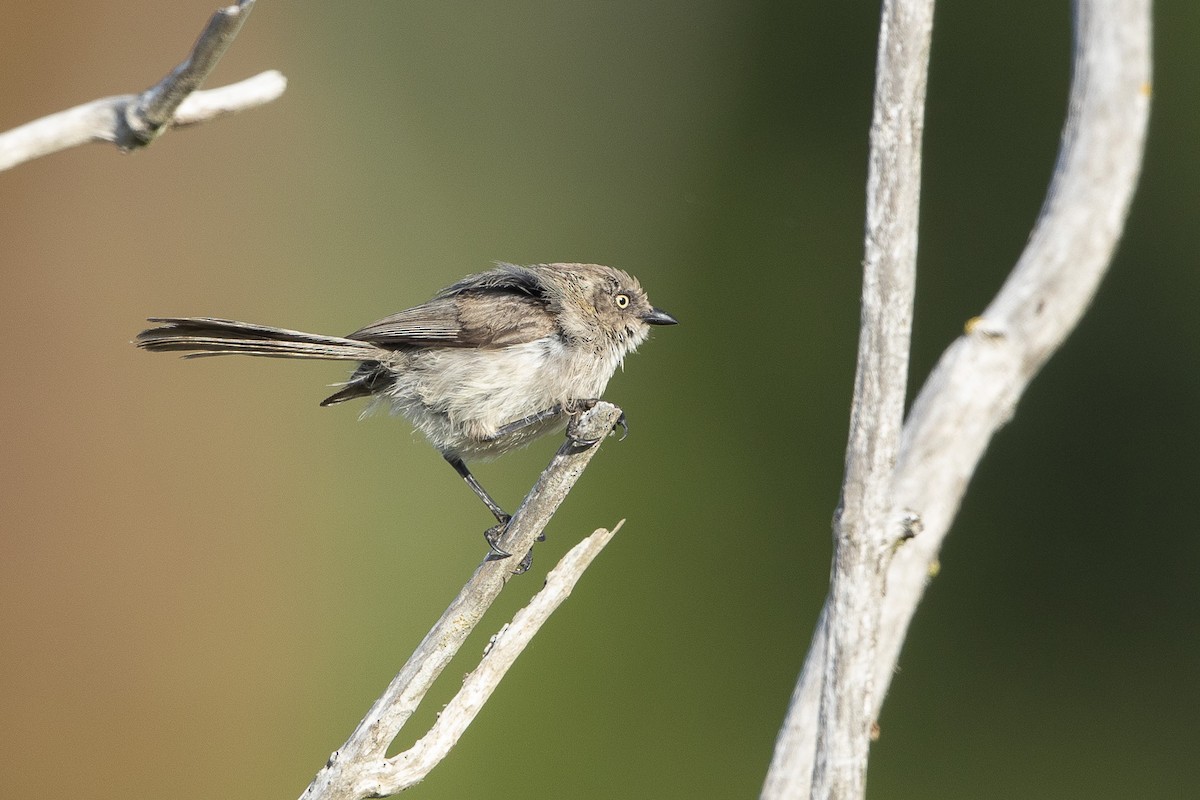 Bushtit - ML639033041