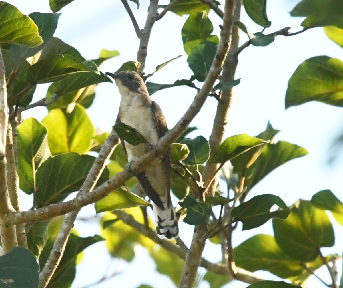 Klaas's Cuckoo - ML639033049