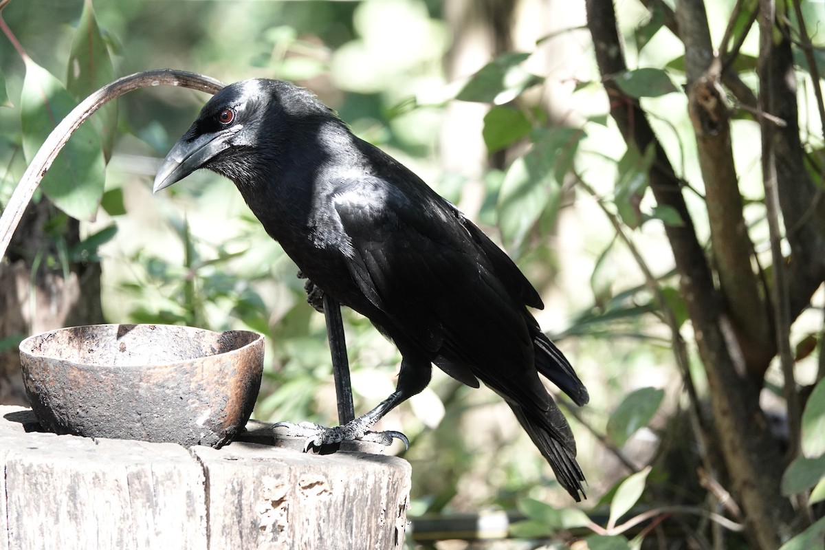 Cuban Crow - ML639033056
