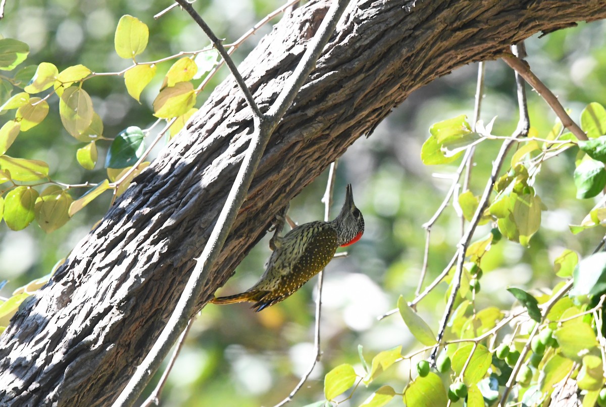 Golden-tailed Woodpecker - ML639033063