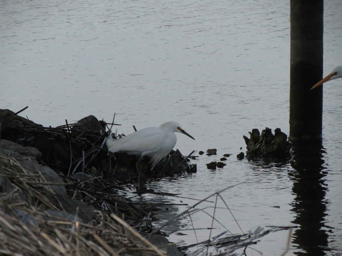 Snowy Egret - ML639033126