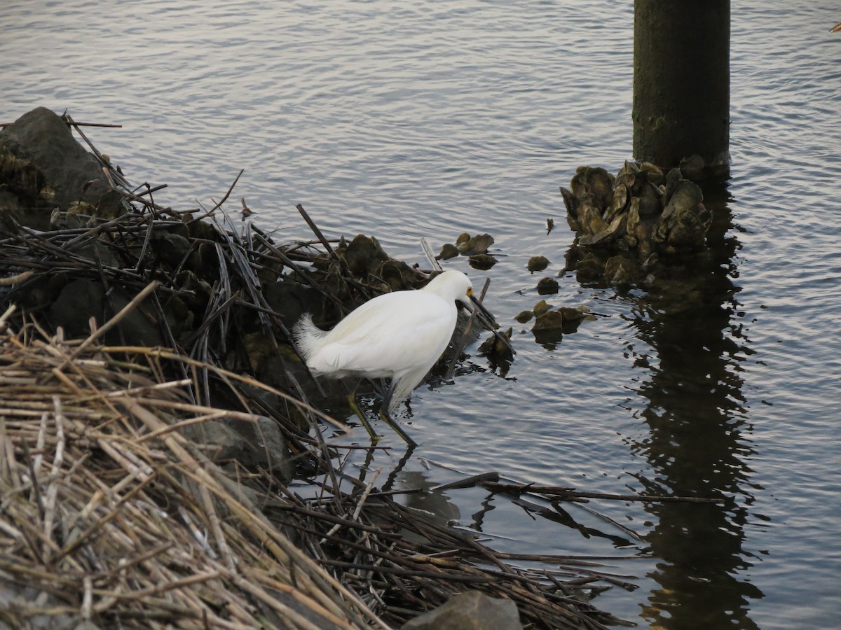 Snowy Egret - ML639033127
