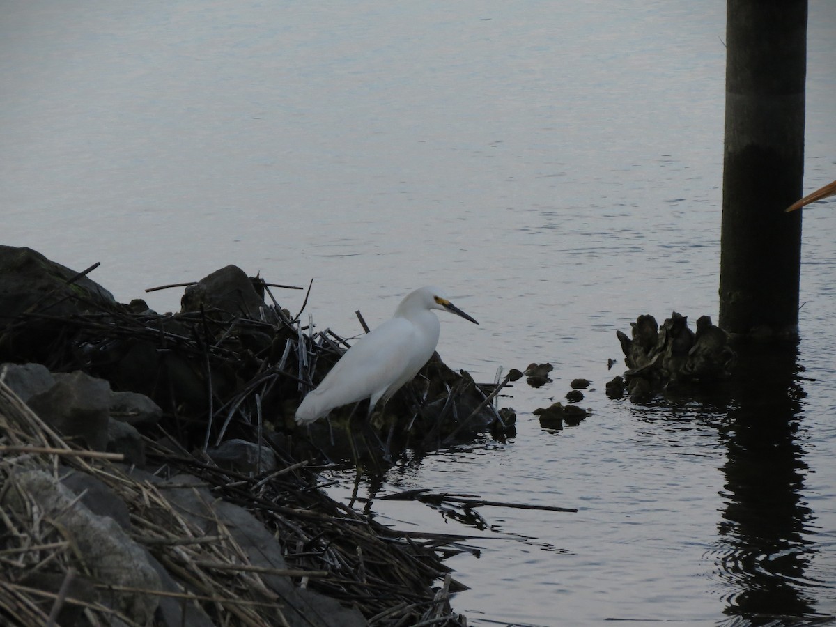 Snowy Egret - ML639033128