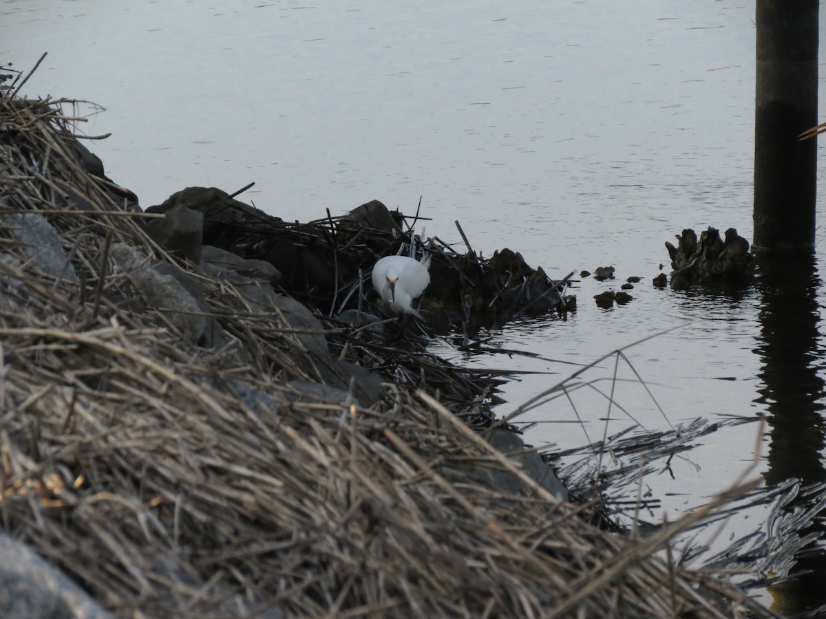 Snowy Egret - ML639033130