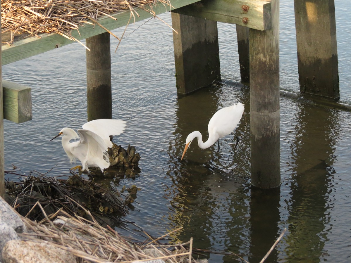 Snowy Egret - ML639033131