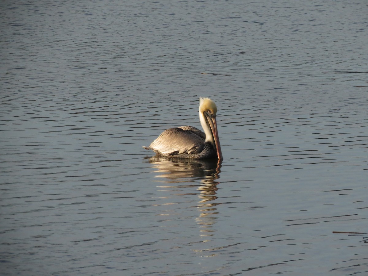 Brown Pelican - ML639033162