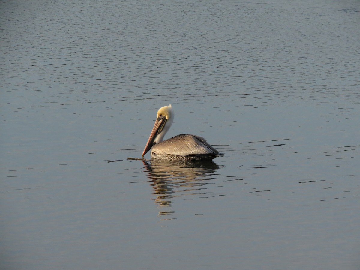 Brown Pelican - ML639033163