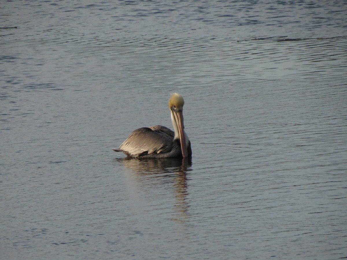 Brown Pelican - ML639033165