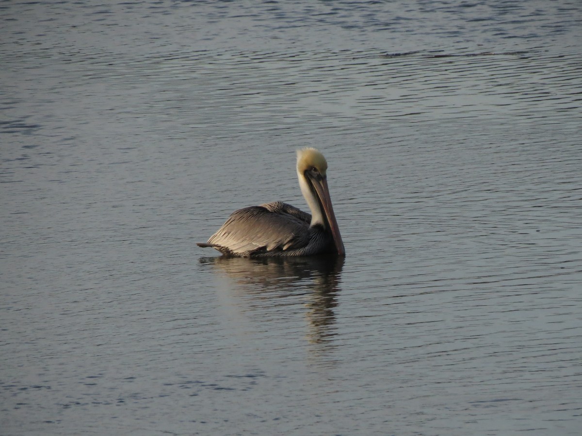 Brown Pelican - ML639033166