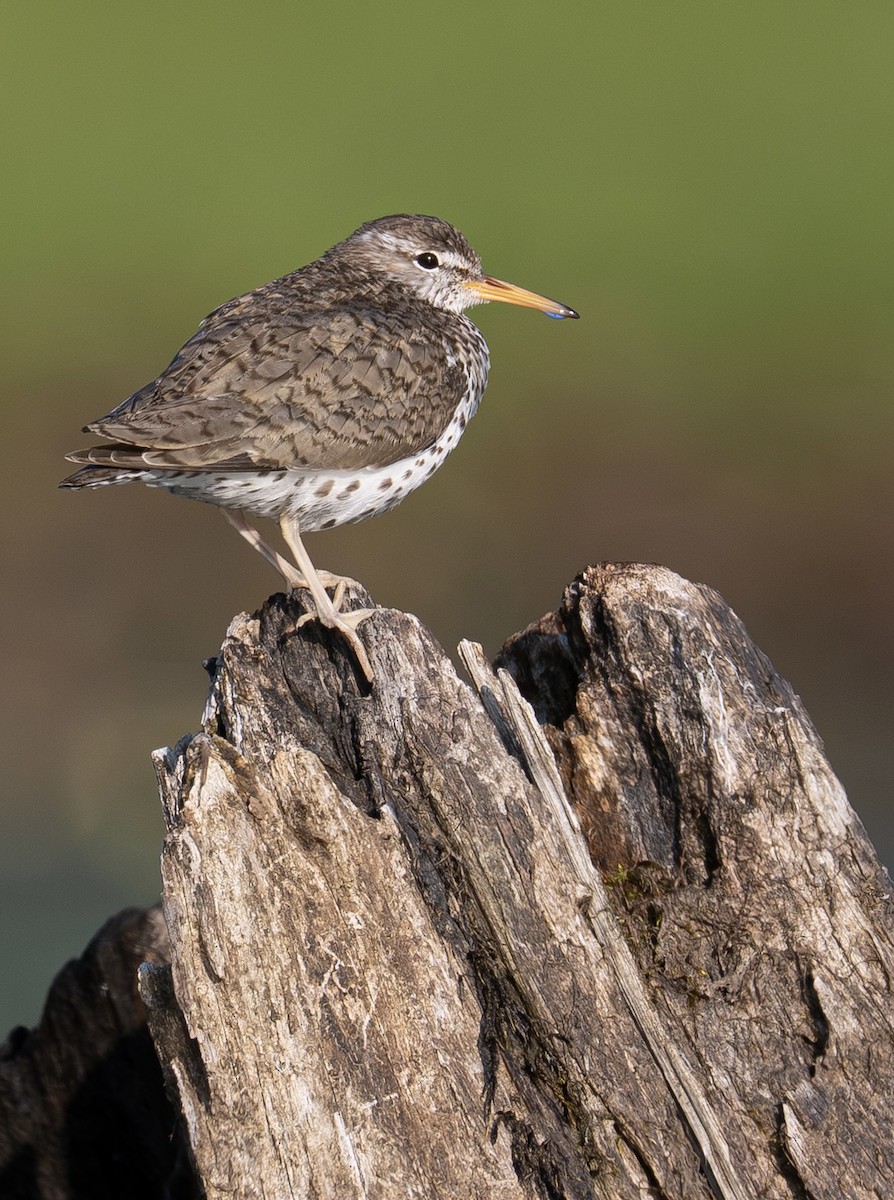 Spotted Sandpiper - ML639033198
