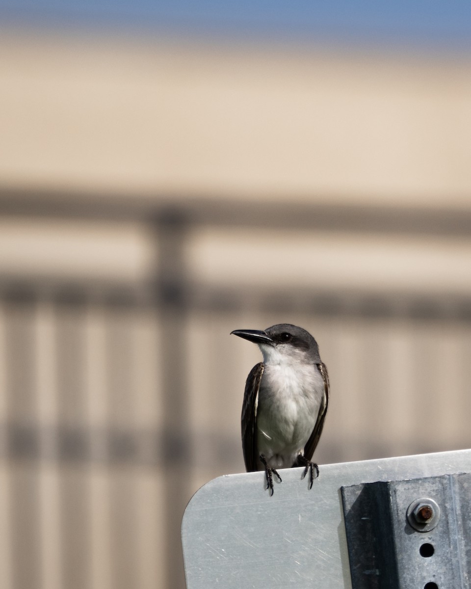 Gray Kingbird - ML639033258