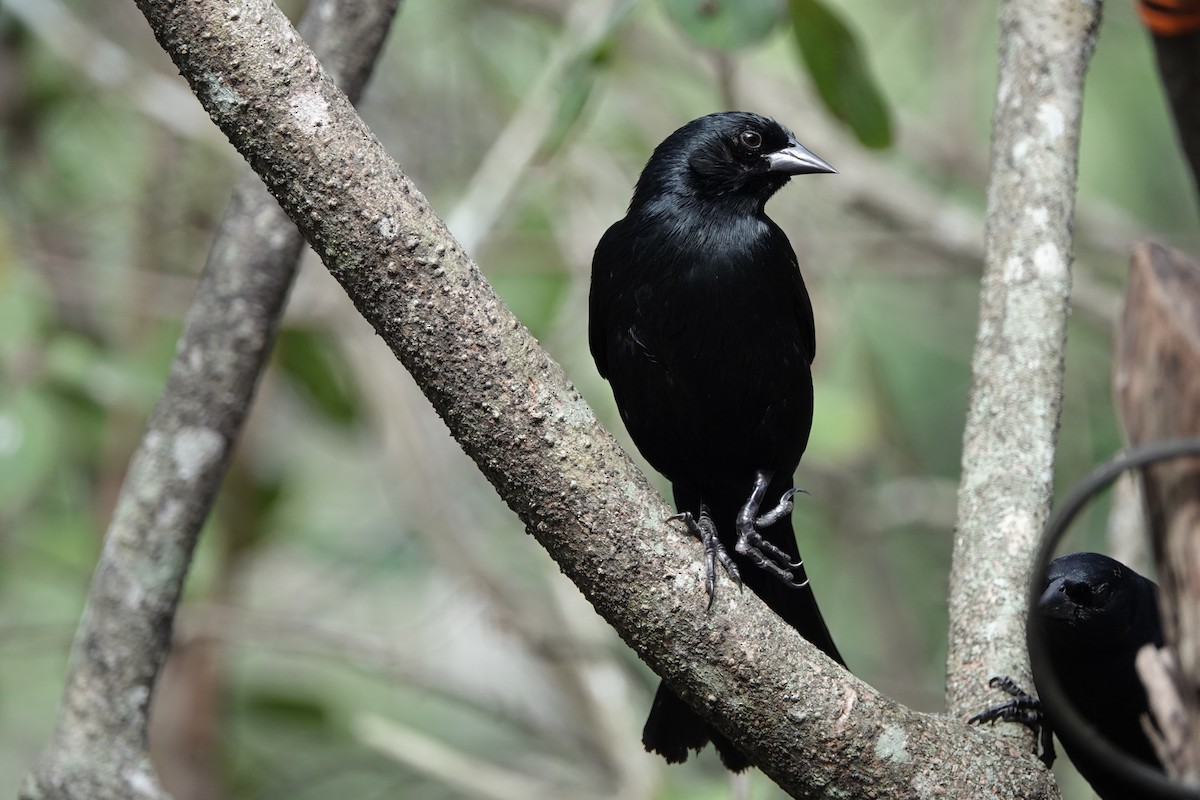 Cuban Blackbird - ML639033266
