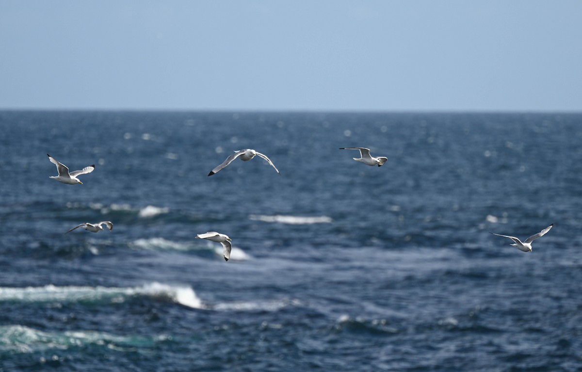 Black-legged Kittiwake - ML639033274