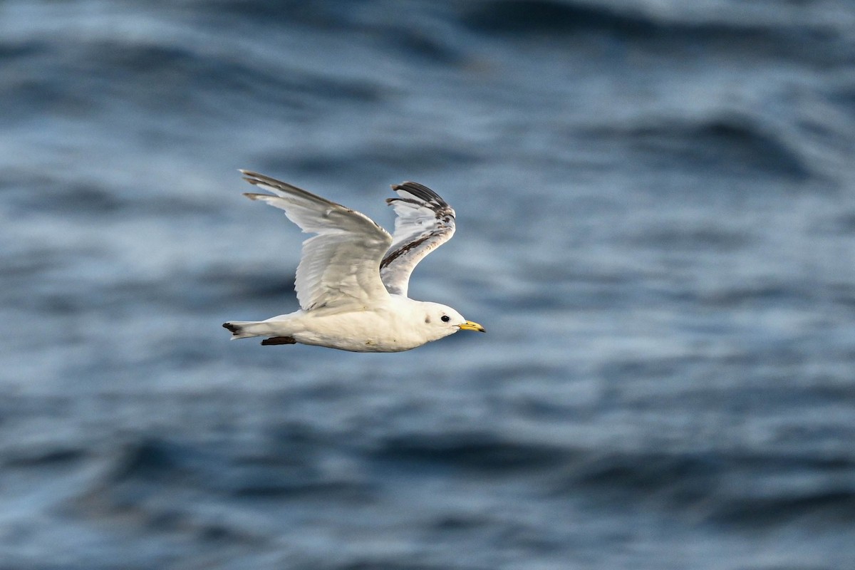 Black-legged Kittiwake - ML639033275