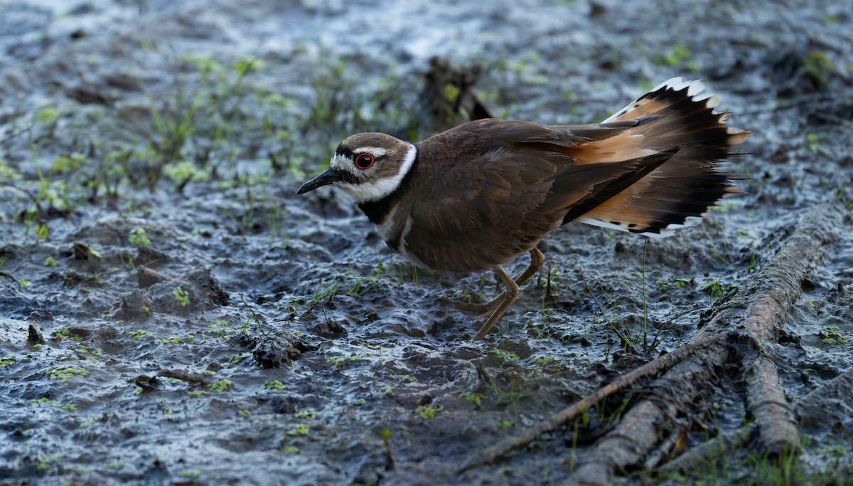 Killdeer - ML639033288