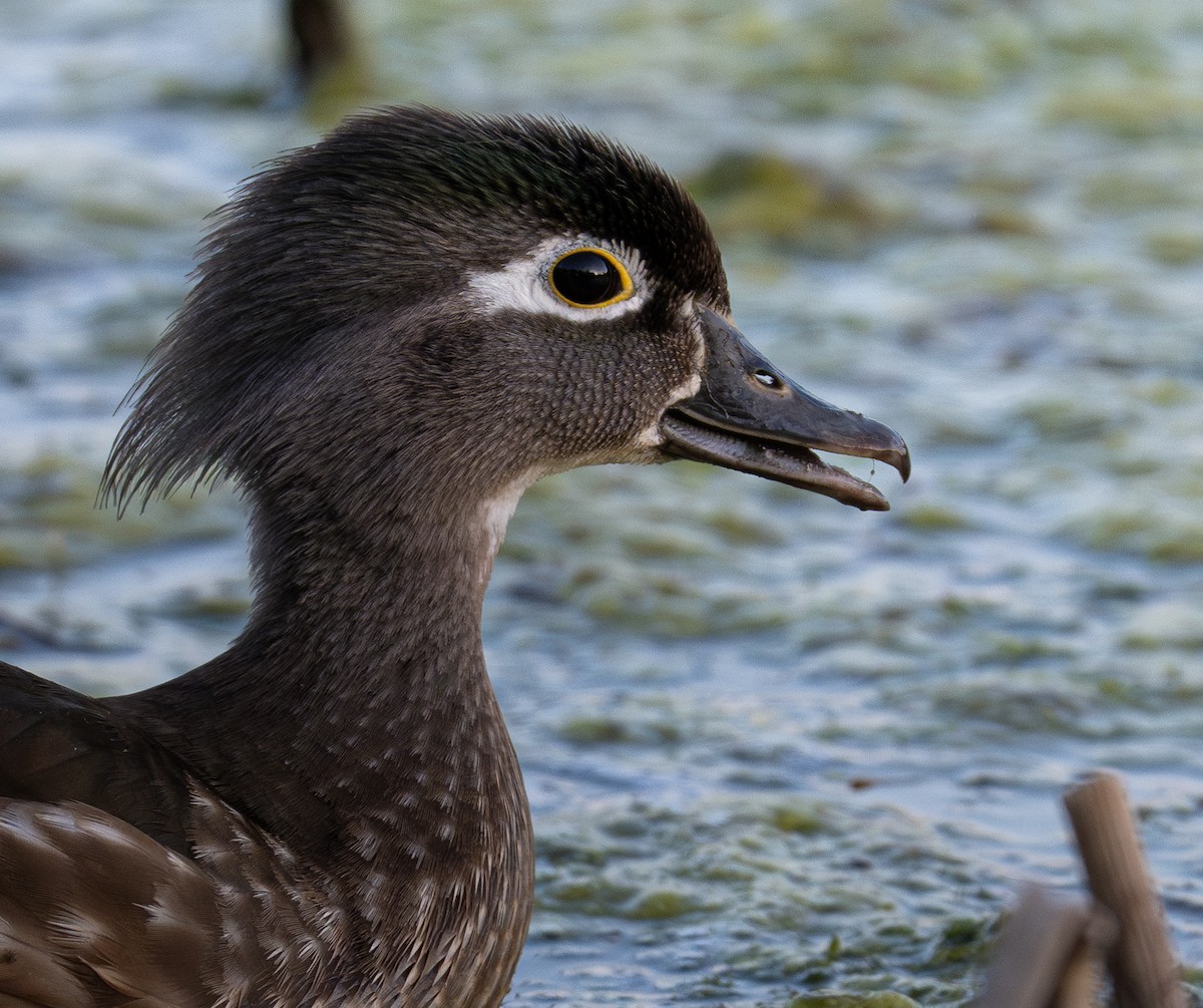 Wood Duck - ML639033295