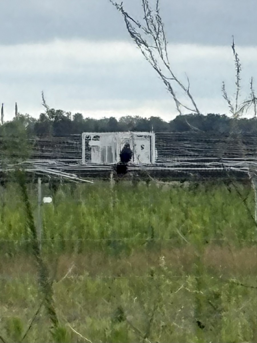 Blue Grosbeak - ML639033303