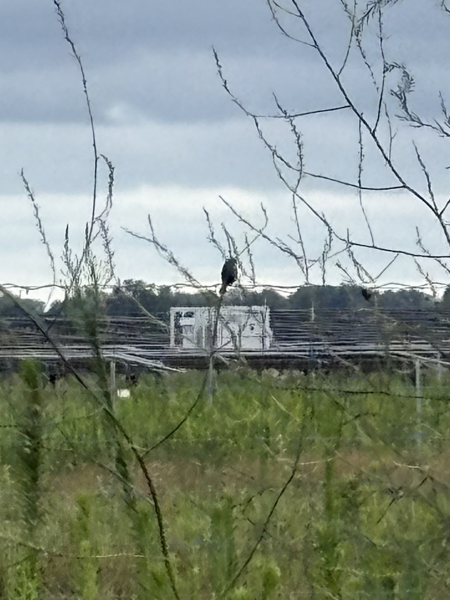 Blue Grosbeak - ML639033304