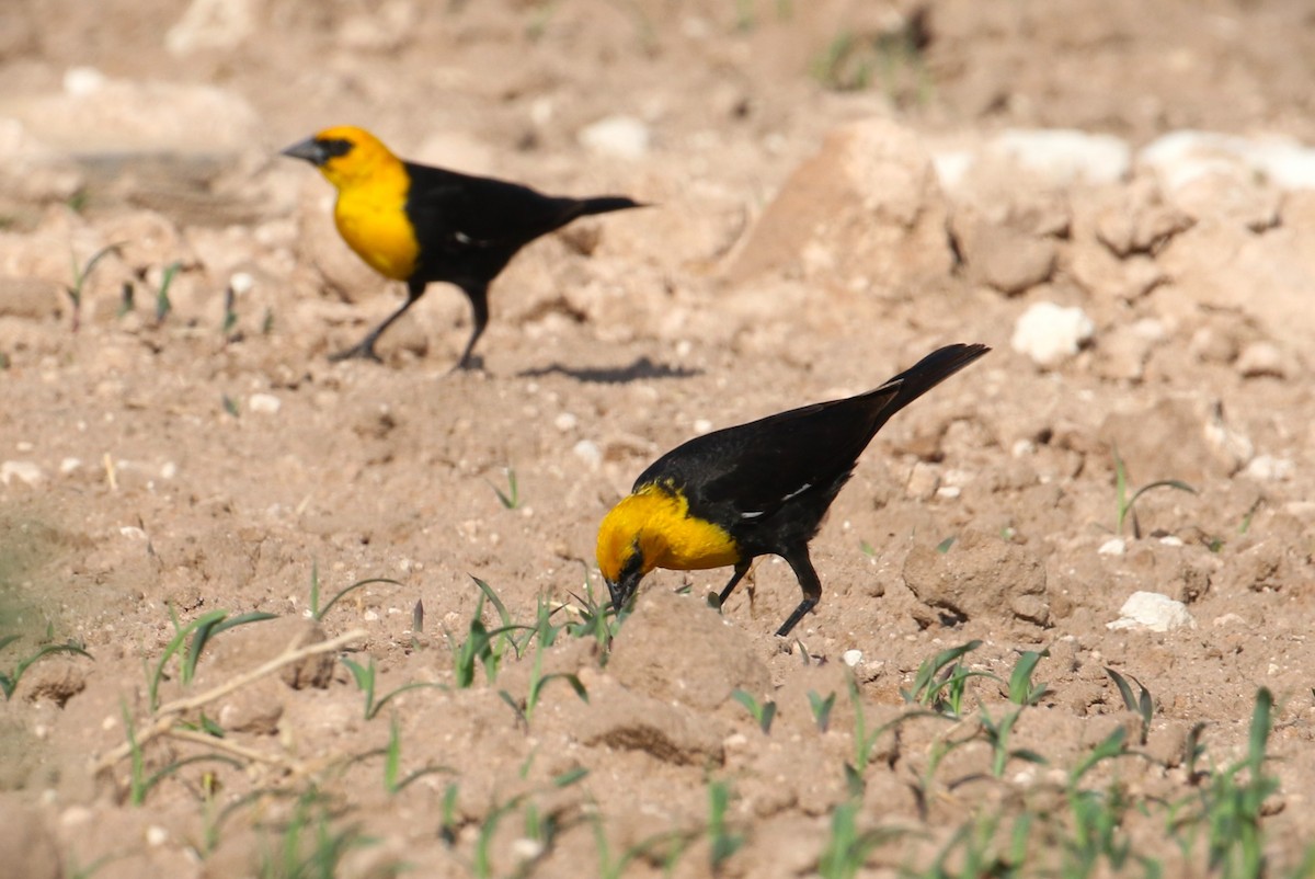Yellow-headed Blackbird - ML639033339