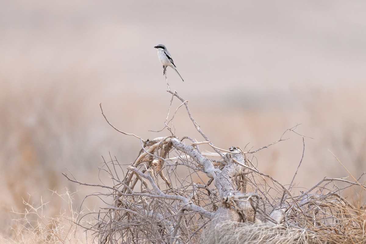 Great Gray Shrike (Arabian) - ML639033348