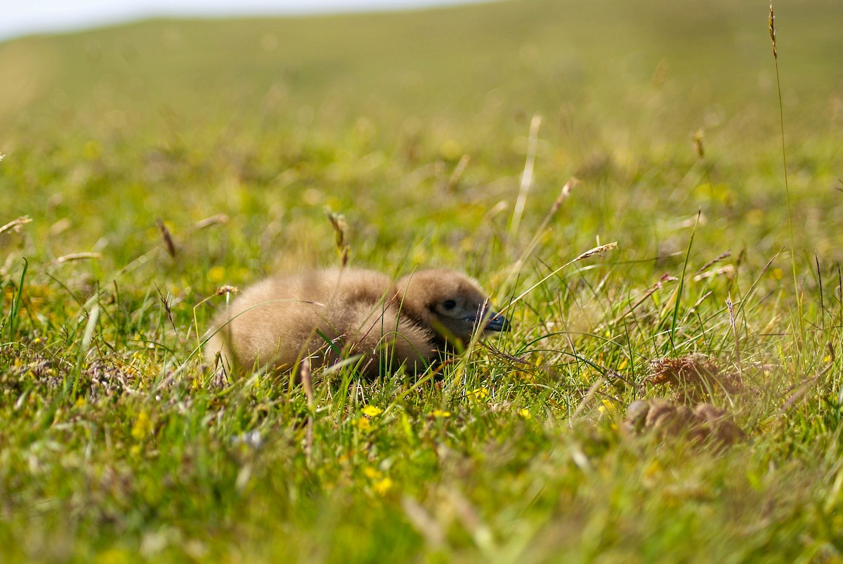 Great Skua - ML639033354