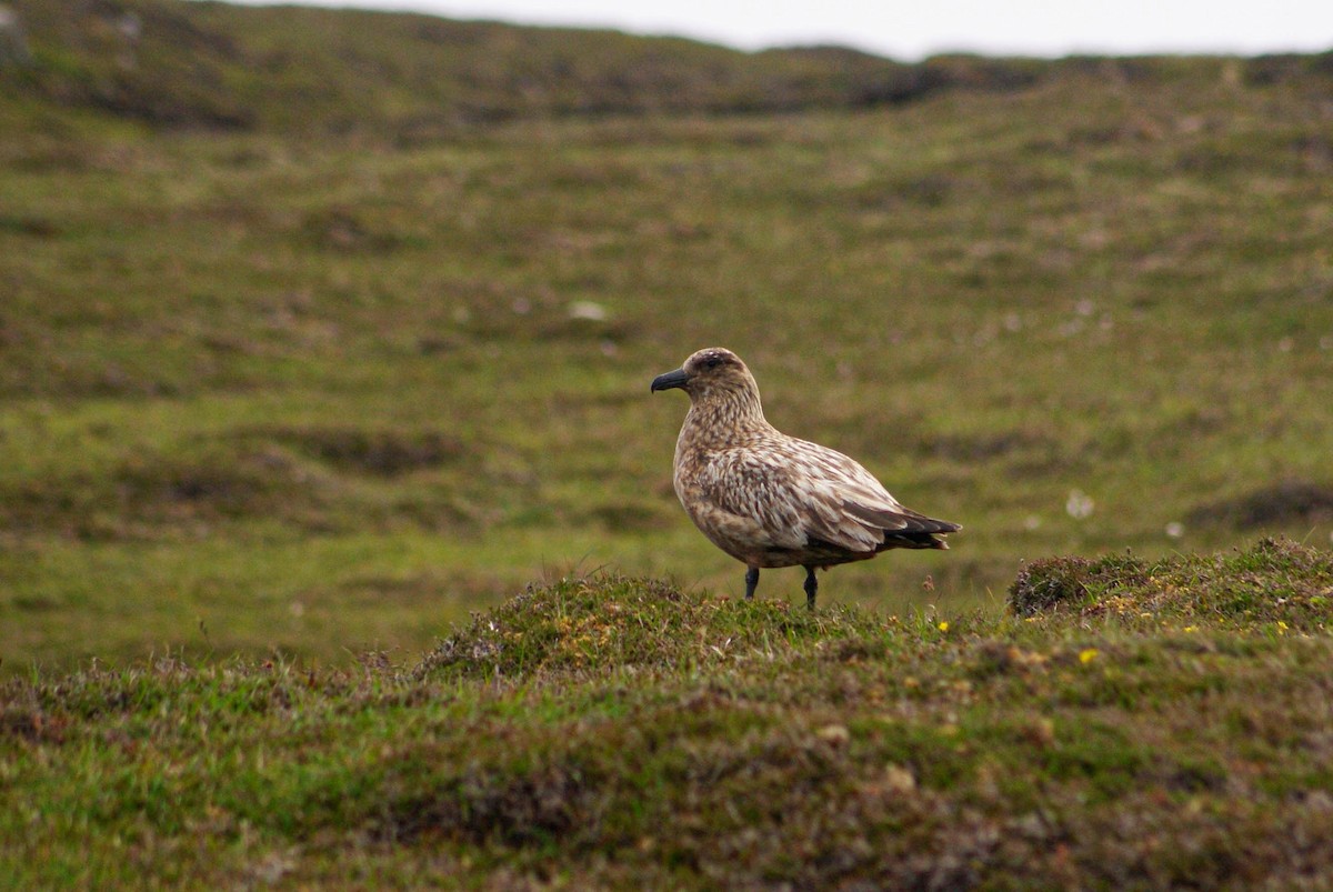 Great Skua - ML639033355
