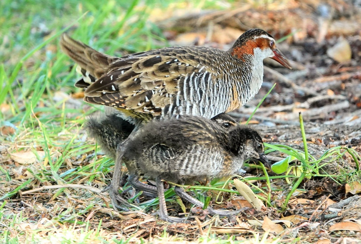 Buff-banded Rail - ML639033364