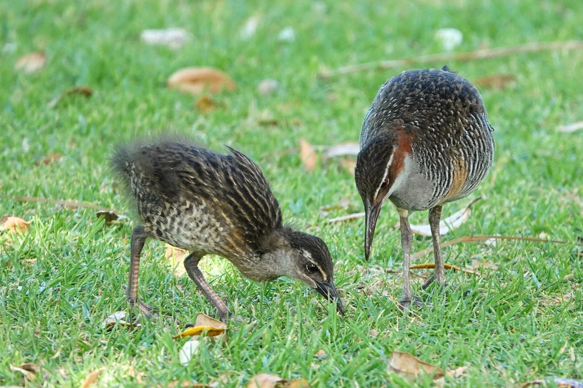 Buff-banded Rail - ML639033365