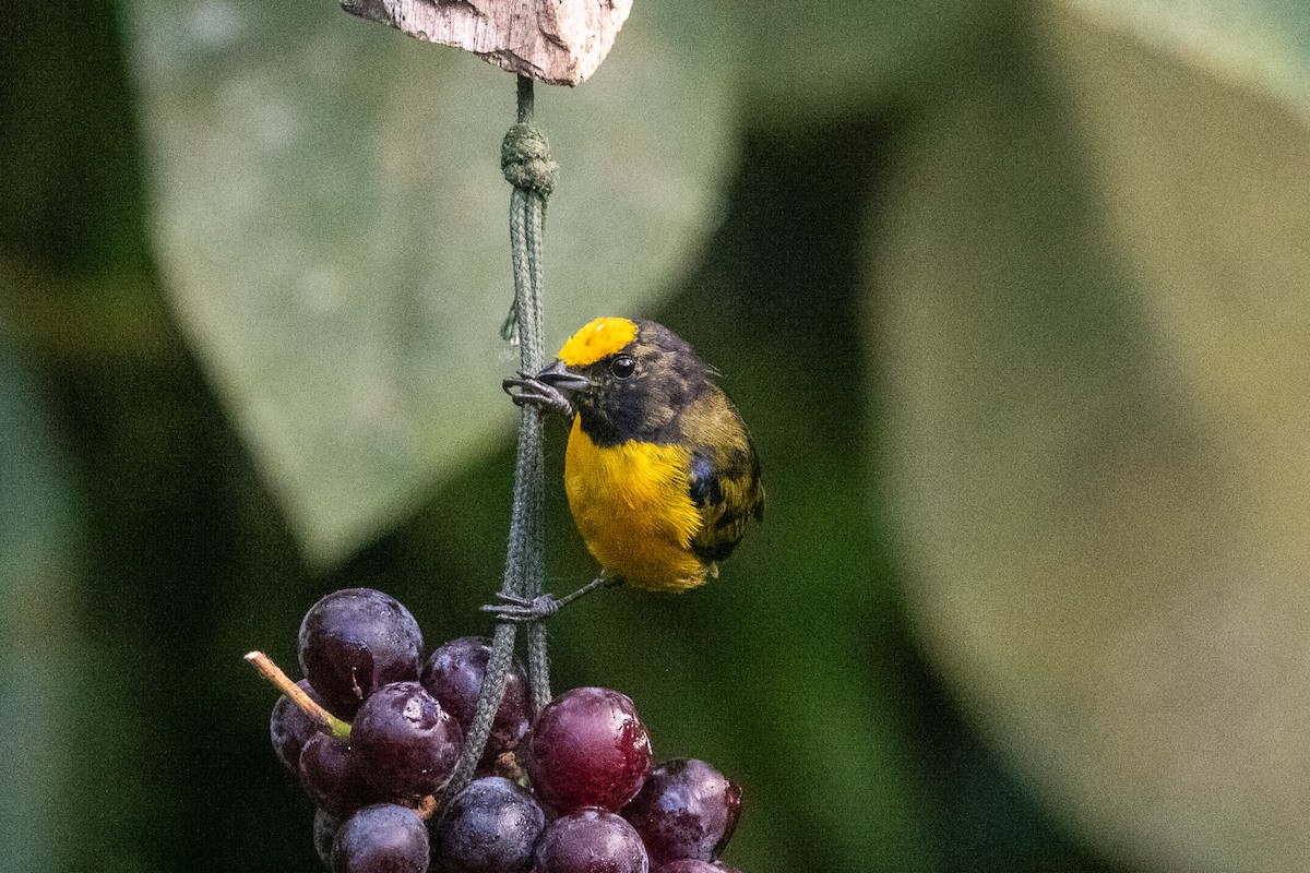 Orange-bellied Euphonia - ML639033392
