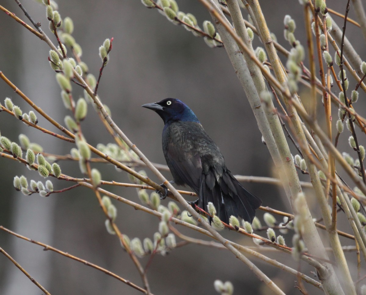 Common Grackle - ML639033419