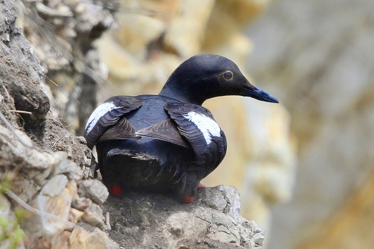 Pigeon Guillemot - ML639033429