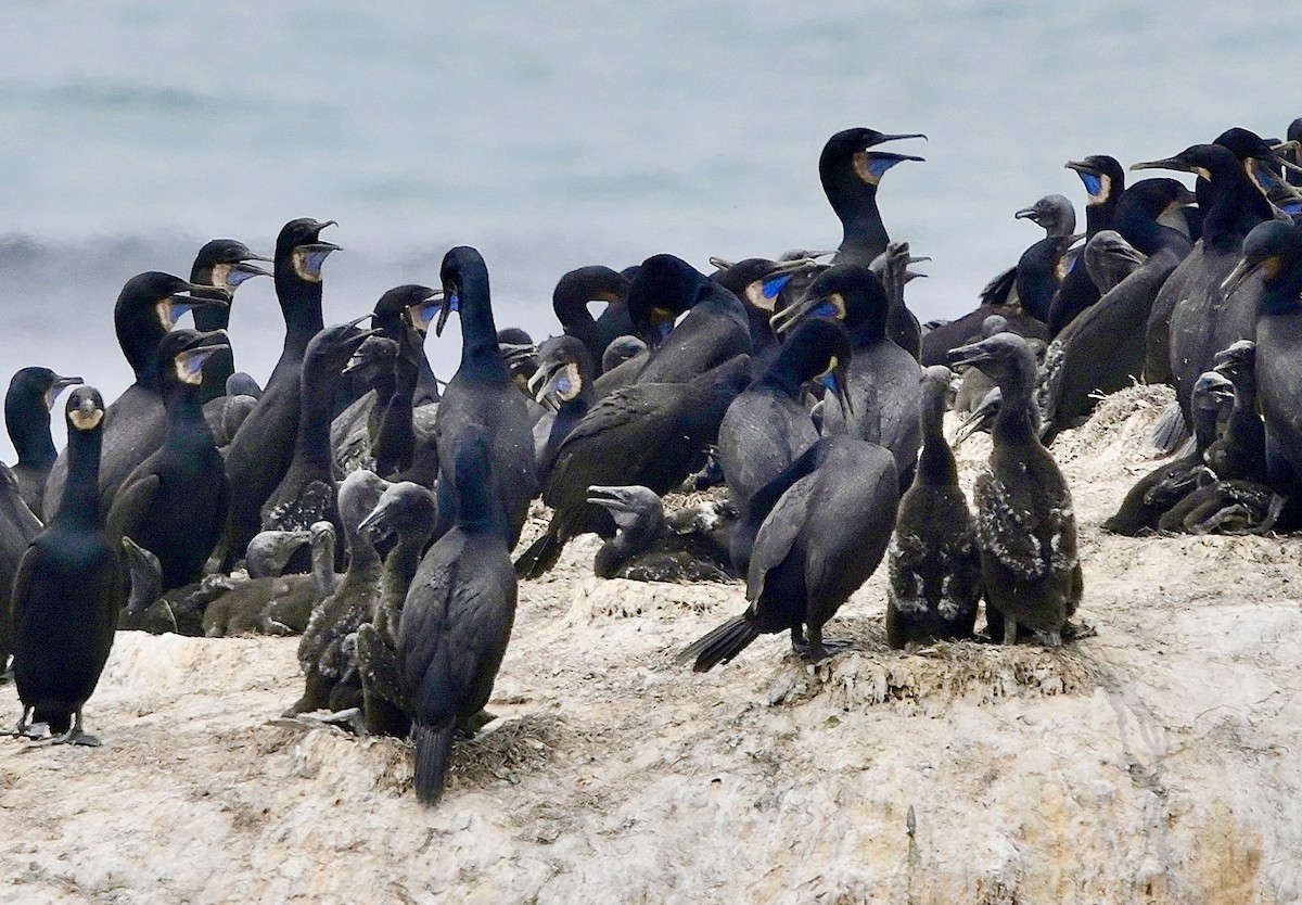 Brandt's Cormorant - ML639033436