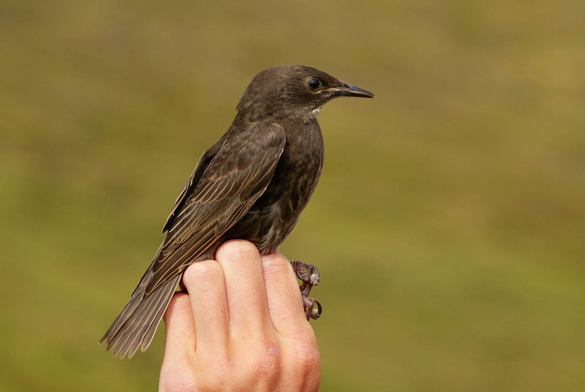 European Starling - ML639033437
